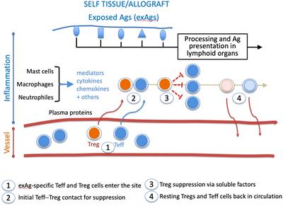 Regulatory CD4+ T cells: permanent or temporary suppressors of immunity